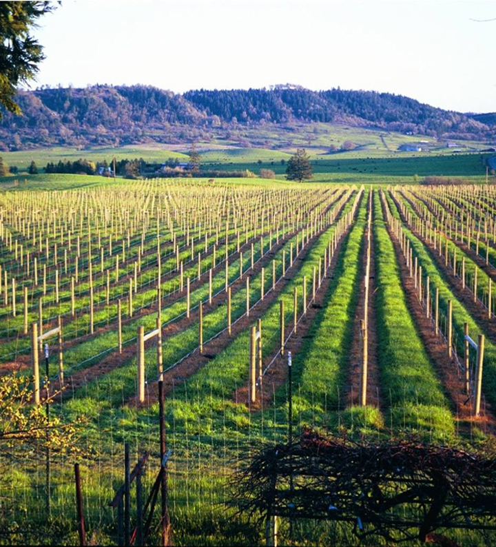 Meadows Estate Winery Umpqua Oregon
